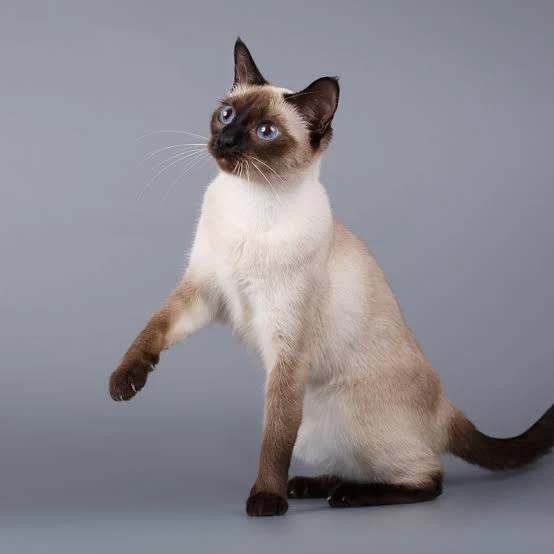 1766542642-694b4d32e742b-Cute_Siamese.webp