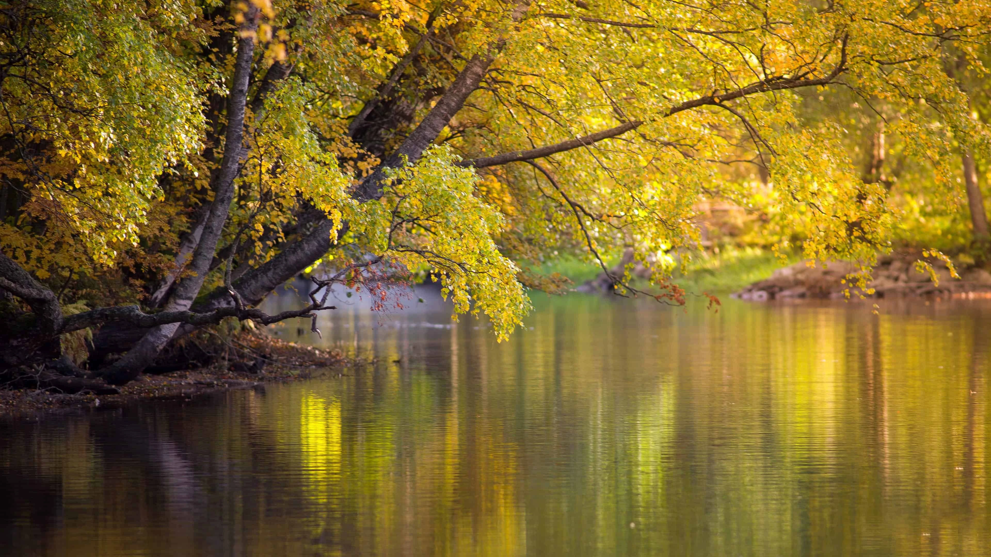 1774240455-69c0c2c7227cc-Download-Free-Pictures-3840x2160.webp